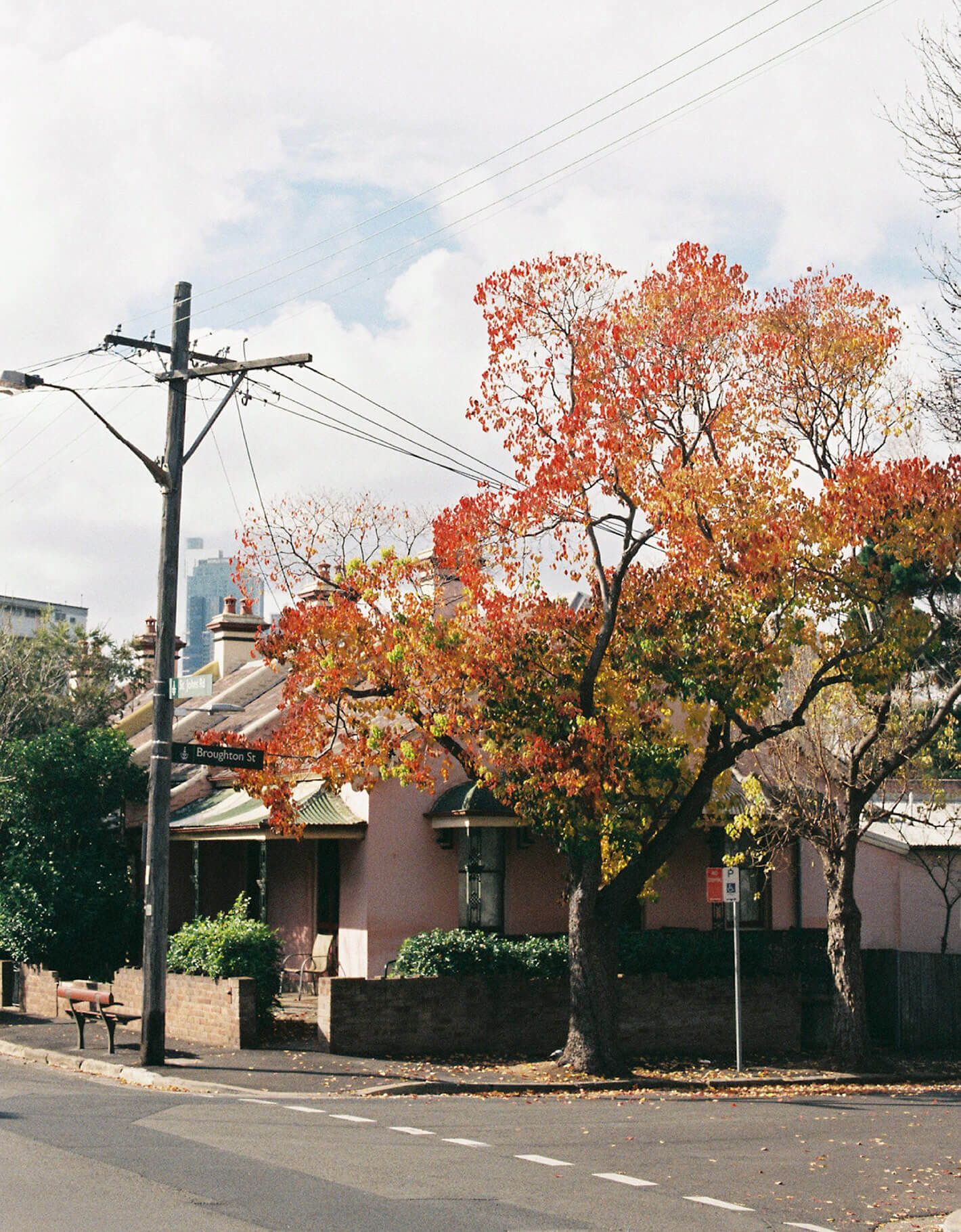 Flame tree blooming on Sydney street with delicate film photography grain