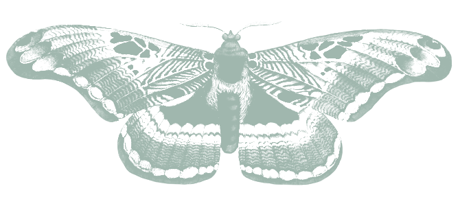 mint green vintage illustration of moth