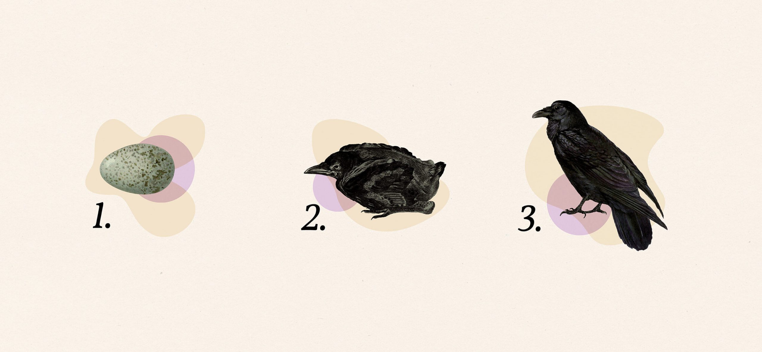 vintage illustrations used to create a 1-2-3 process graphic showing an egg, a hatchling and a raven